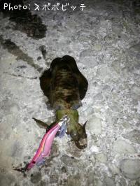 �����ꥤ��