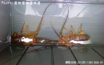 ¥¶¥ê¥¬¥Ë¡Ê¾Ð¡Ë