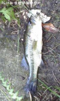 ¥Ö¥é¥Ã¥¯¥Ð¥¹