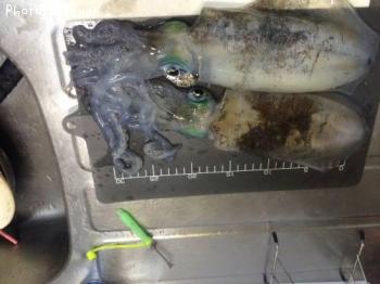 �����ꥤ��