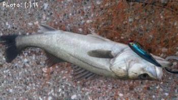 �����Ф�