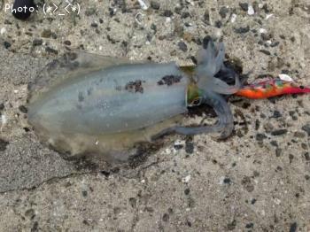 �����ꥤ��