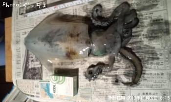 ¥¢¥ª¥ê¥¤¥«