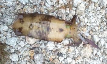 ¥¢¥ª¥ê¥¤¥«