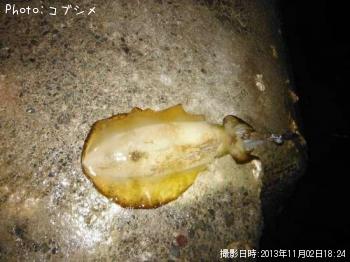 �����ꥤ��