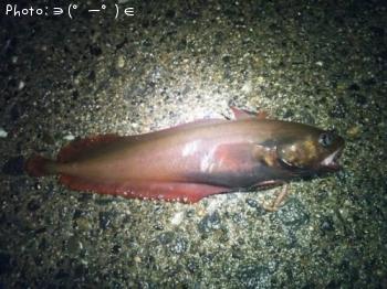 �ɥ󥳡����ʥ�