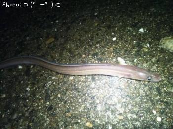 �ɥ󥳡����ʥ�