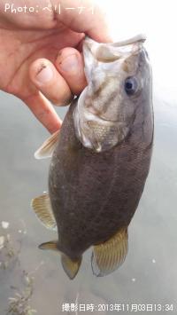 ���⡼��ޥ����Х�