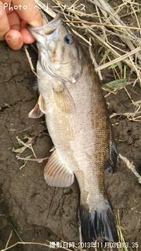 ���⡼��ޥ����Х�