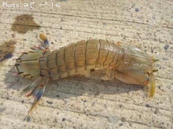 ¥·¥ã¥³¡õ¥Ï¥¼