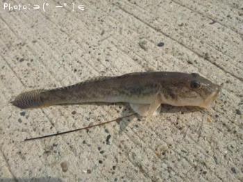 ¥·¥ã¥³¡õ¥Ï¥¼