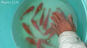 ¤·¡¼¤Ð¤¹¤È¥¤¥Ê¥À