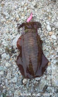 �����ꥤ��