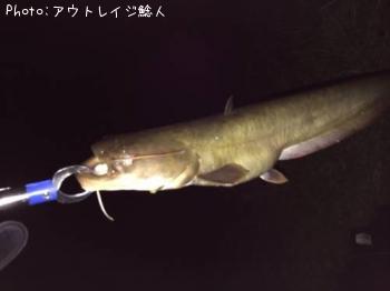 ¥Ê¥Þ¥º¡¡òÐ