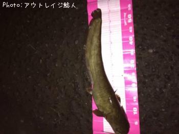 ¥Ê¥Þ¥º¡¡òÐ