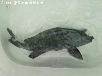 �����᥸��