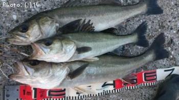 �����Ф�