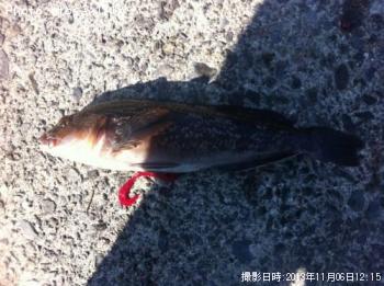 �����ʥ�