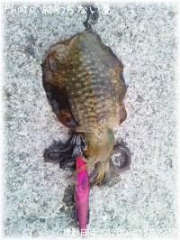 �����ꥤ��