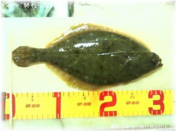 �������쥤