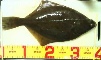 �������쥤