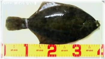 �ޥ����쥤