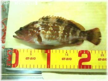 �����ϥ�