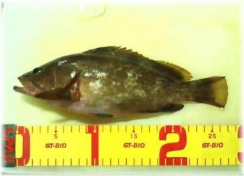 �����ϥ�