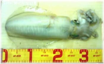 �����ꥤ��