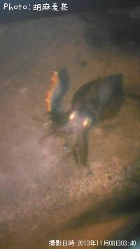 ¥¢¥ª¥ê¥¤¥«