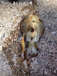 ¥¢¥ª¥ê¥¤¥«