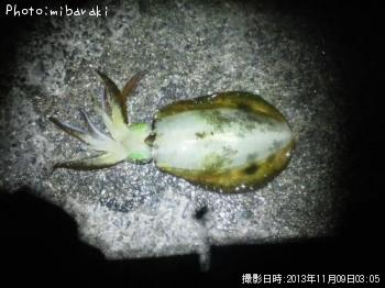 �����ꥤ��