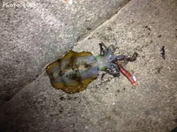 �����ꥤ��