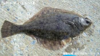 �������쥤