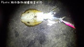 ¥¢¥ª¥ê¥¤¥«