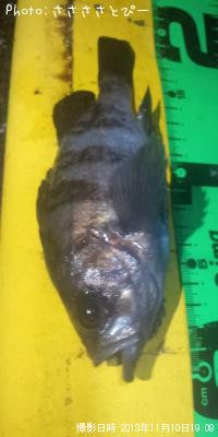 ������Х�