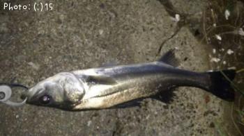 �����Ф�