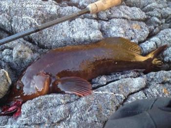 �����ʥ�