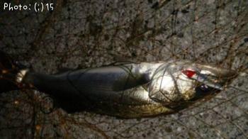 �����Ф�