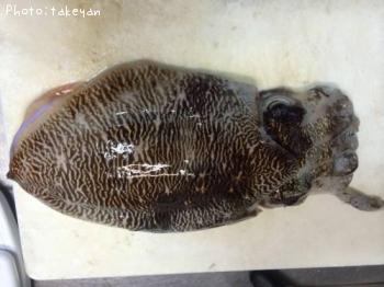 ���֥���