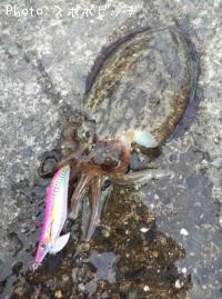 �����ꥤ��