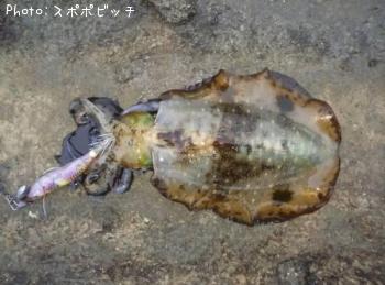 �����ꥤ��