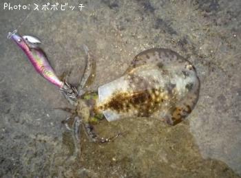 �����ꥤ��