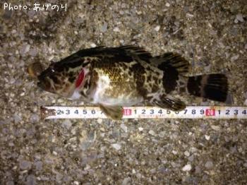 ¥¿¥±¥Î¥³¥á¥Ð¥ë