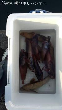 ¥¢¥¤¥Ê¥á¡¢¥É¥ó¥³