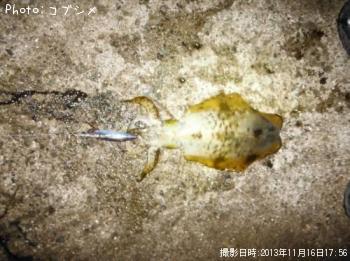 ¥¢¥ª¥ê¥¤¥«