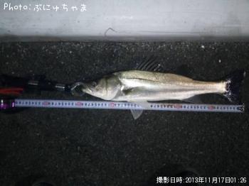 »Ò¥Á¡¼¥Ð¥¹