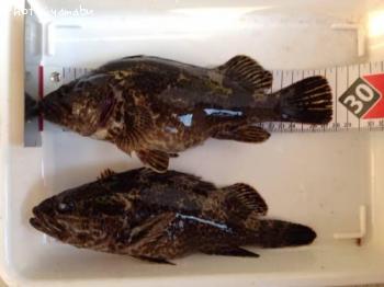 ¥¿¥±¥Î¥³¥á¥Ð¥ë