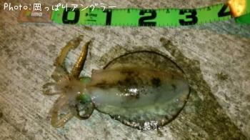 ¥¢¥ª¥ê¥¤¥«