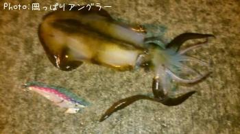 �����ꥤ��